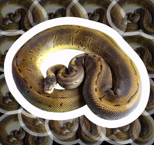 2in Die Cut Snek Stickers 🐆✨