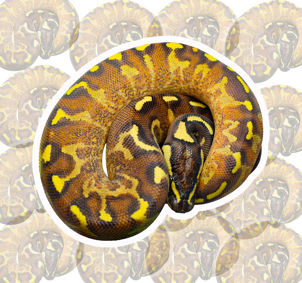 2in Die Cut Snek Stickers 🐆✨