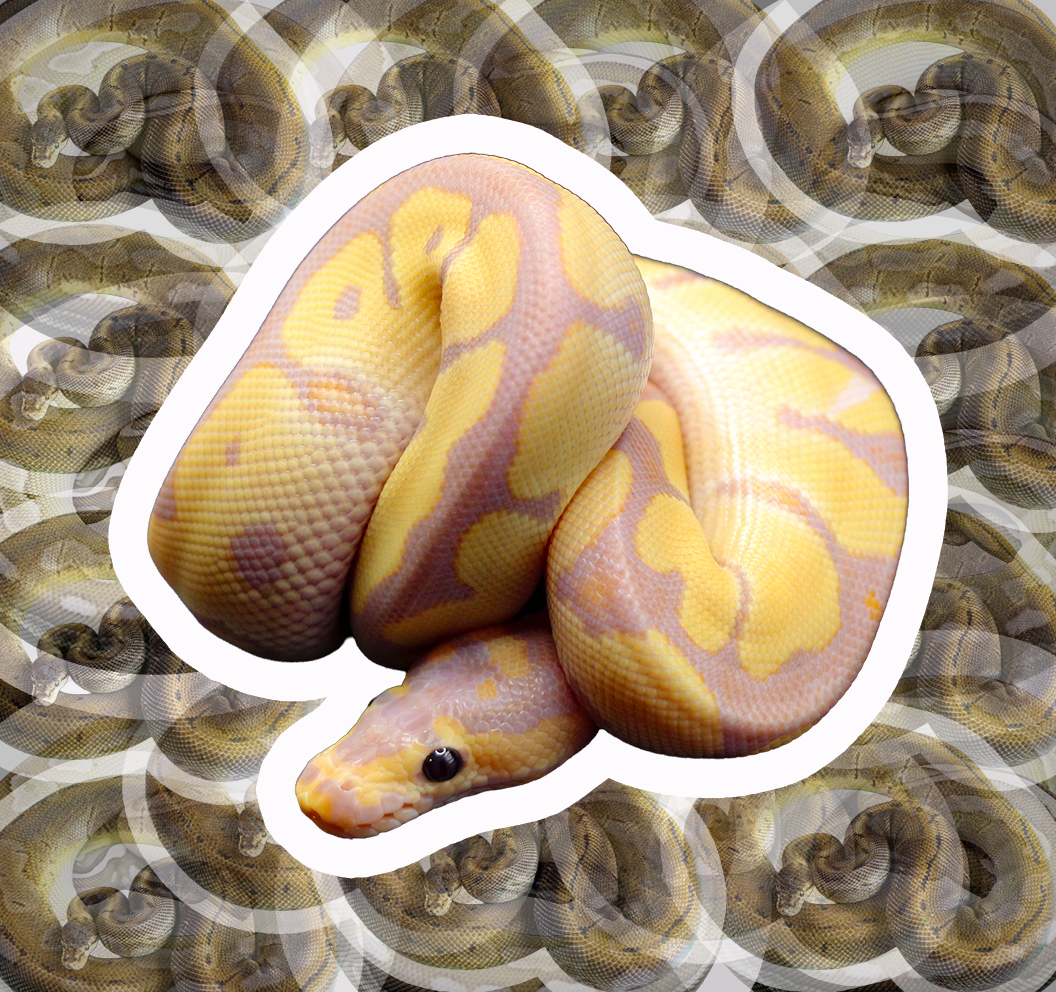 2in Die Cut Snek Stickers 🐆✨