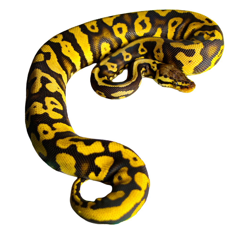 2in Die Cut Snek Stickers 🐆✨
