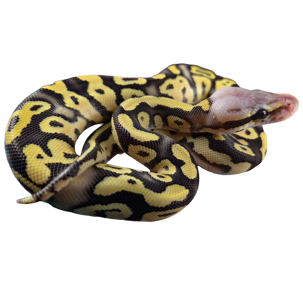2in Die Cut Snek Stickers 🐆✨