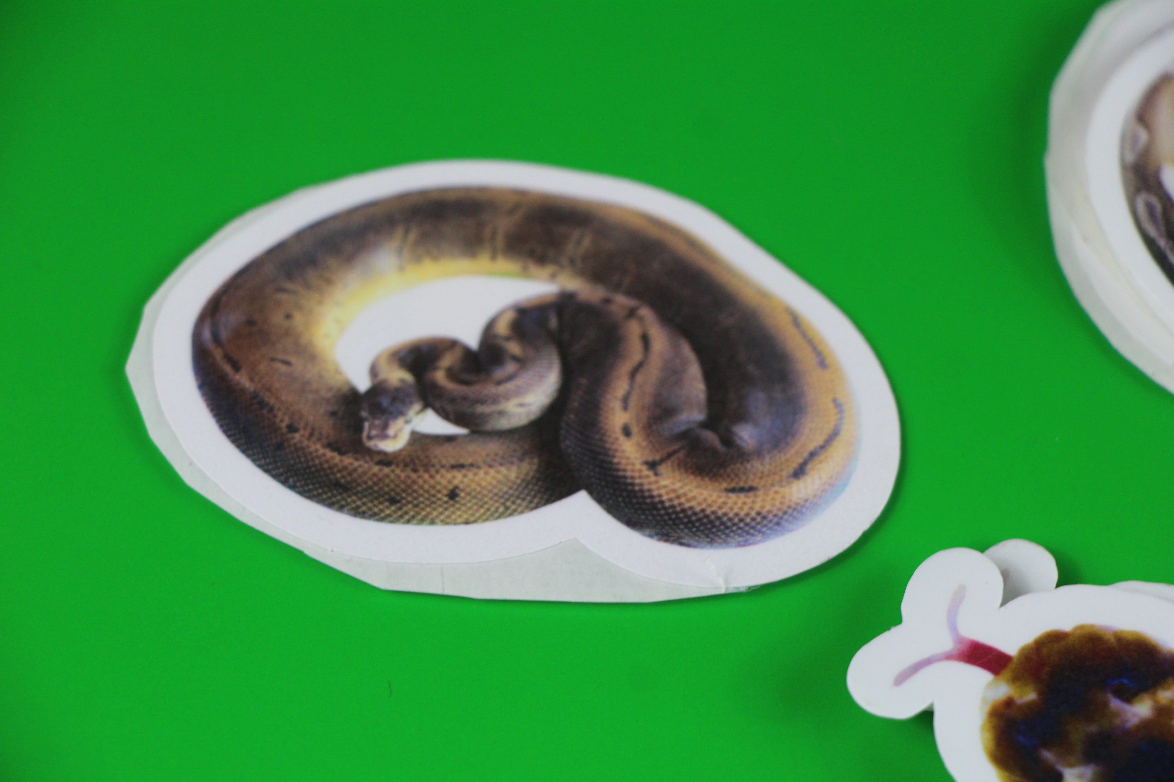 The Leopard Spinner Sticker 🐆✨