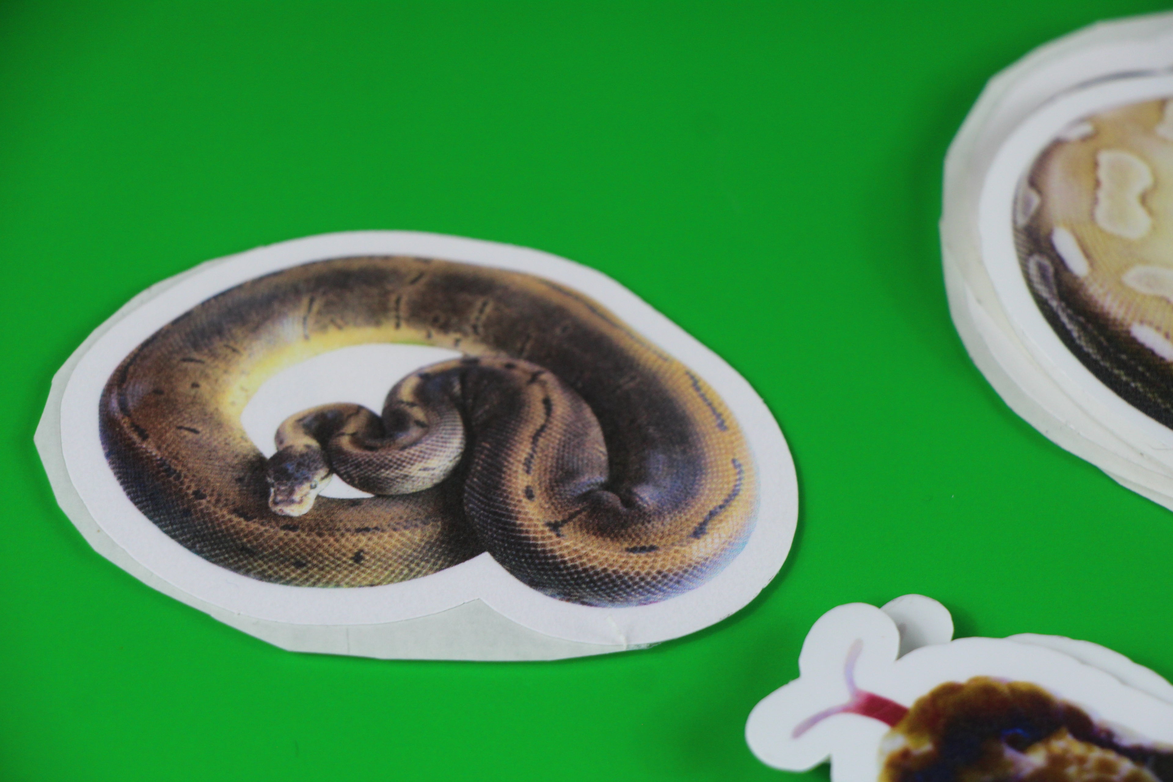 The Leopard Spinner Sticker 🐆✨